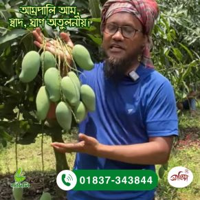 আম্রপালি আম  Amrapali Aam
