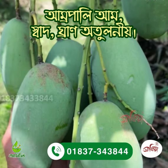 আম্রপালি আম  Amrapali Aam