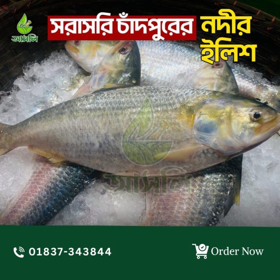 চাঁদপুরের লোকাল টেম্পু ইলিশ (কেজিতে ৪পিস)